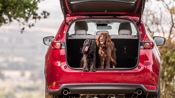 10 of the best used cars for dogs and dog owners