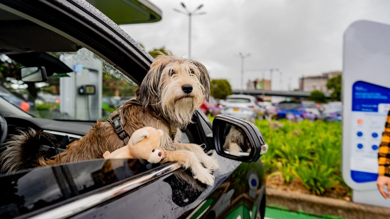 Dog leaning out of car window at EV charging station