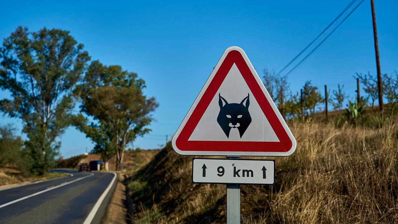Iberian Lynx crossing sign in Portuguese countryside