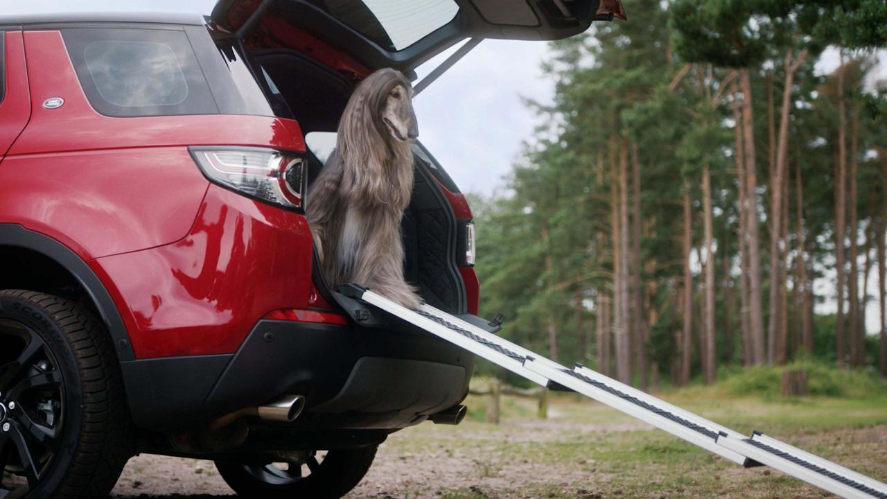 Land Rover Discovery Sport with large Saluki-style dog in the boot