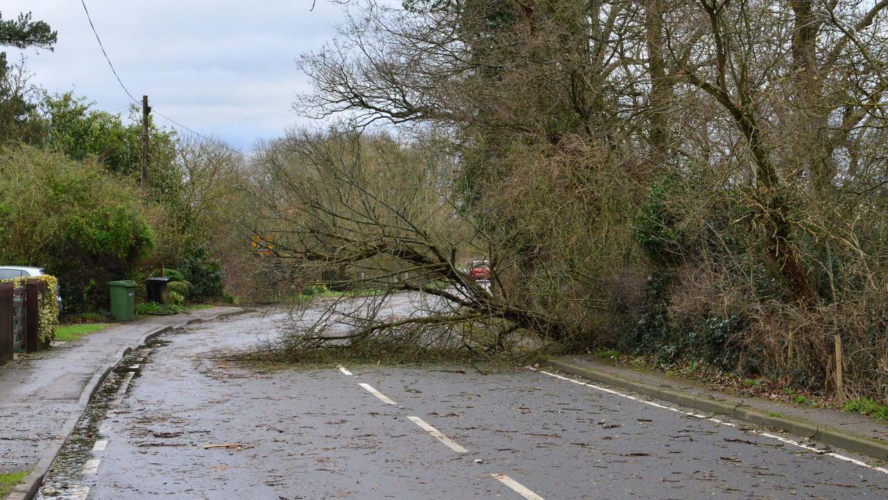 Fallen tree on road