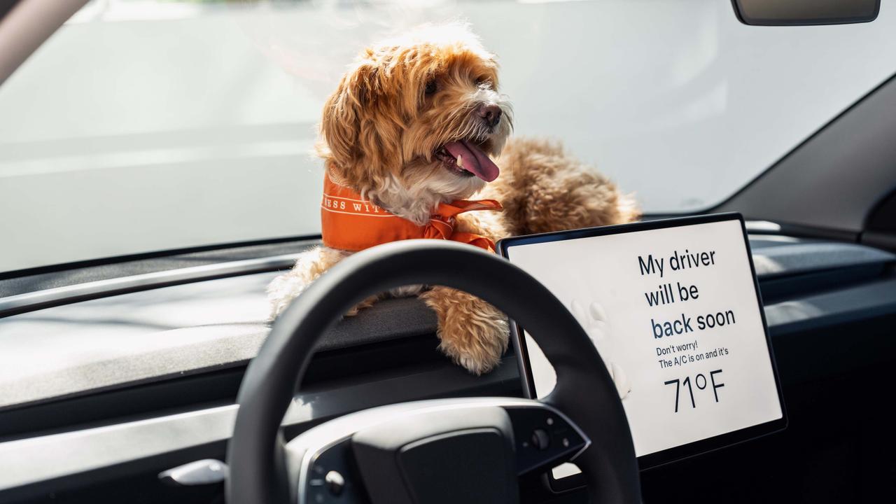Tesla Dog Mode with dog on dashboard